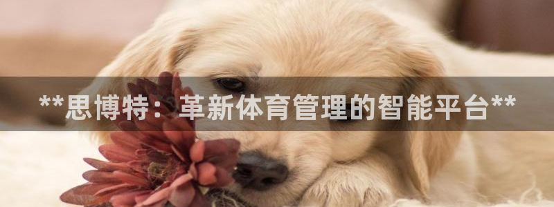 必一体育：**思博特